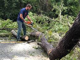 Best Palm Tree Trimming  in Haviland, NY