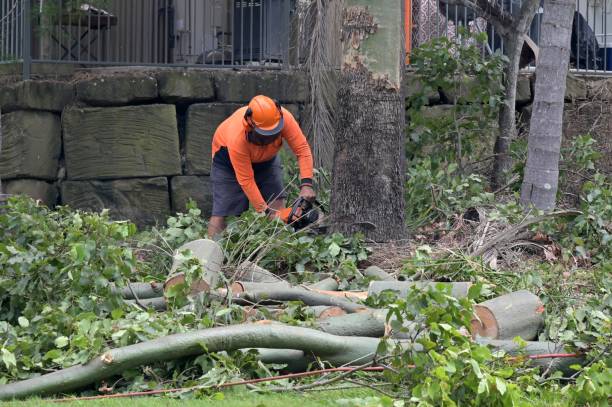 Best Storm Damage Tree Cleanup  in Haviland, NY