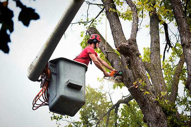 Best Tree Maintenance Programs  in Haviland, NY